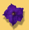 Purple Petunia