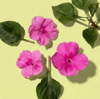 violet impatiens